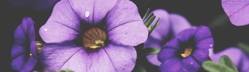 Unauth title qtJjyWyY